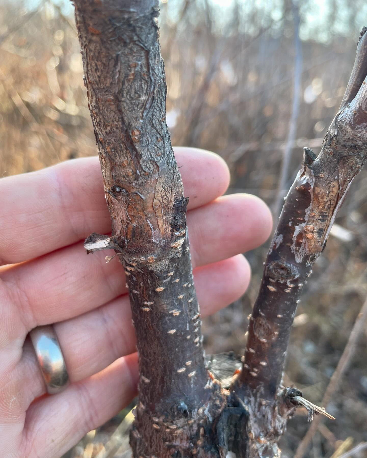 video is triple worked prunus, two interstems between a chokecherry rootstock and apricot on top, image 2 of 7