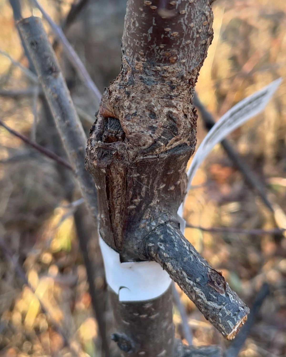 video is triple worked prunus, two interstems between a chokecherry rootstock and apricot on top, image 3 of 7