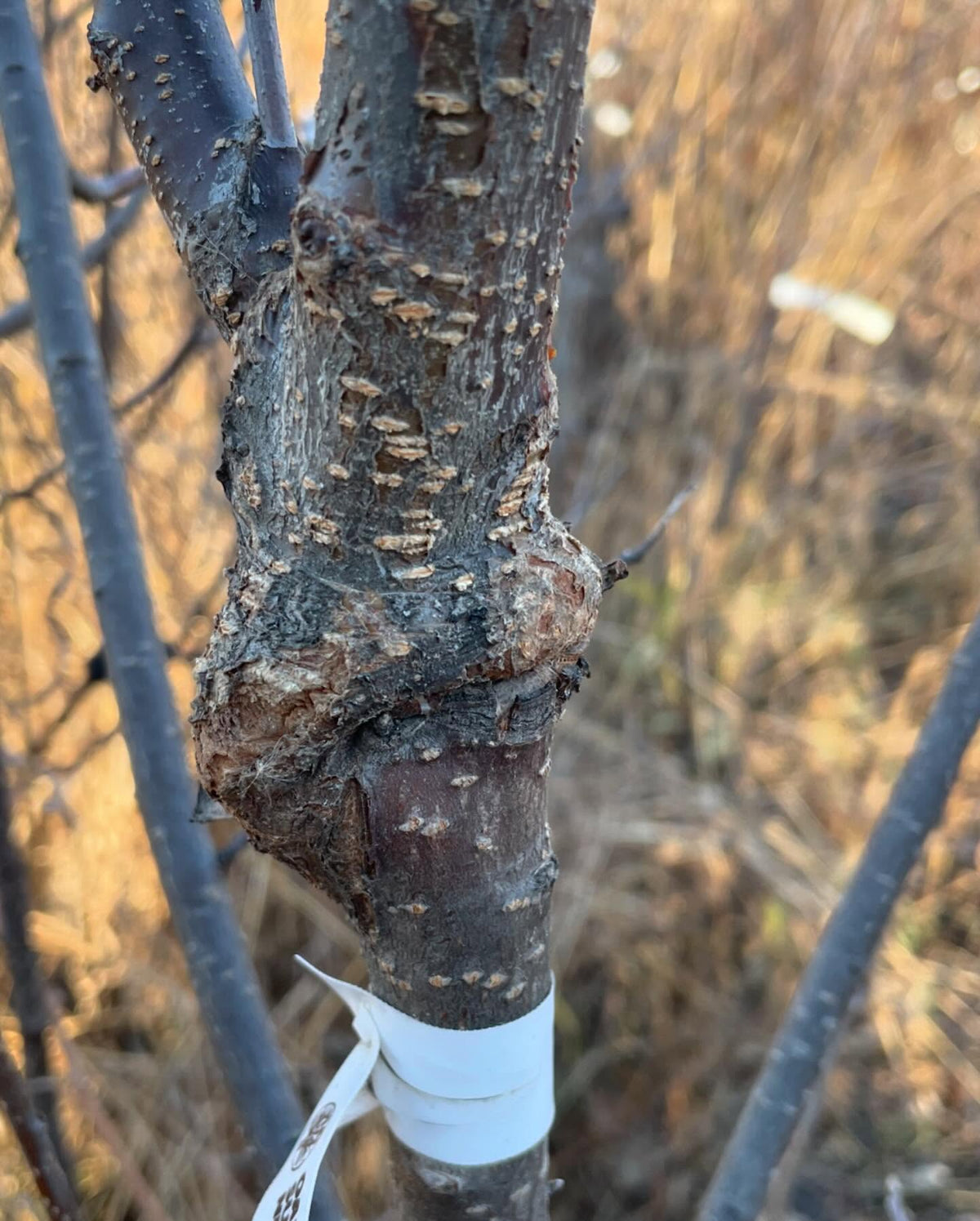 video is triple worked prunus, two interstems between a chokecherry rootstock and apricot on top, image 4 of 7