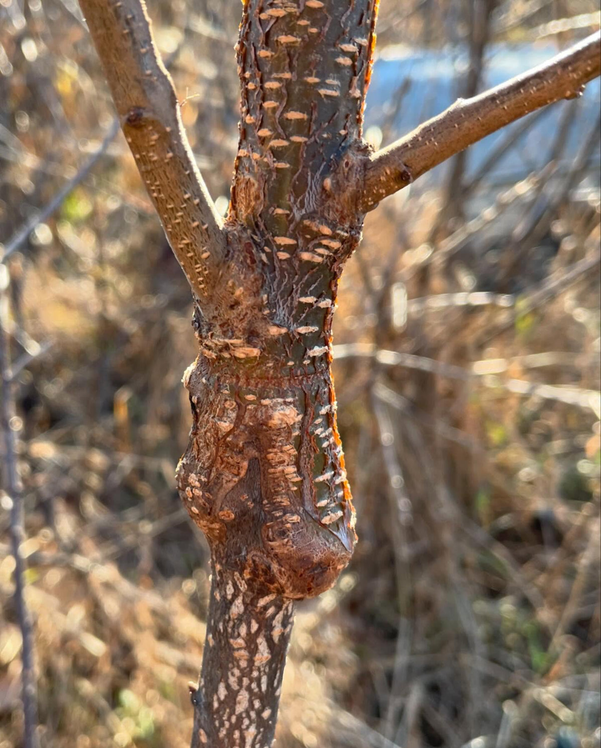 video is triple worked prunus, two interstems between a chokecherry rootstock and apricot on top, image 5 of 7