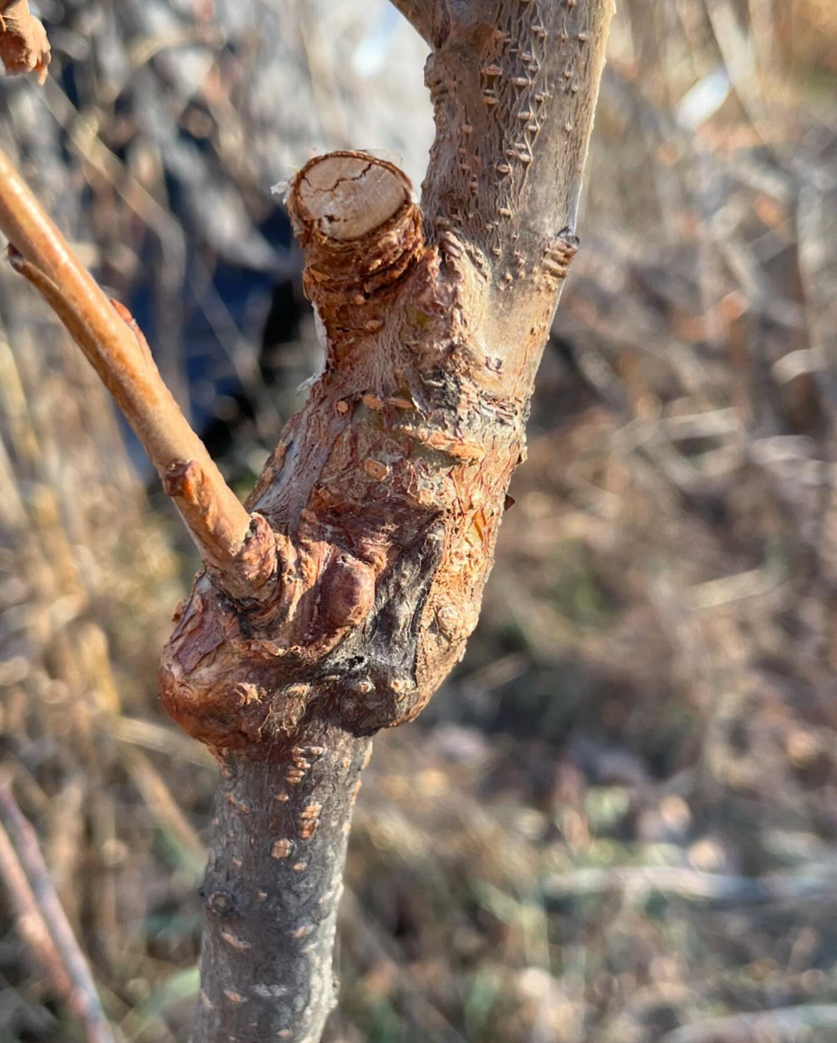 video is triple worked prunus, two interstems between a chokecherry rootstock and apricot on top, image 6 of 7
