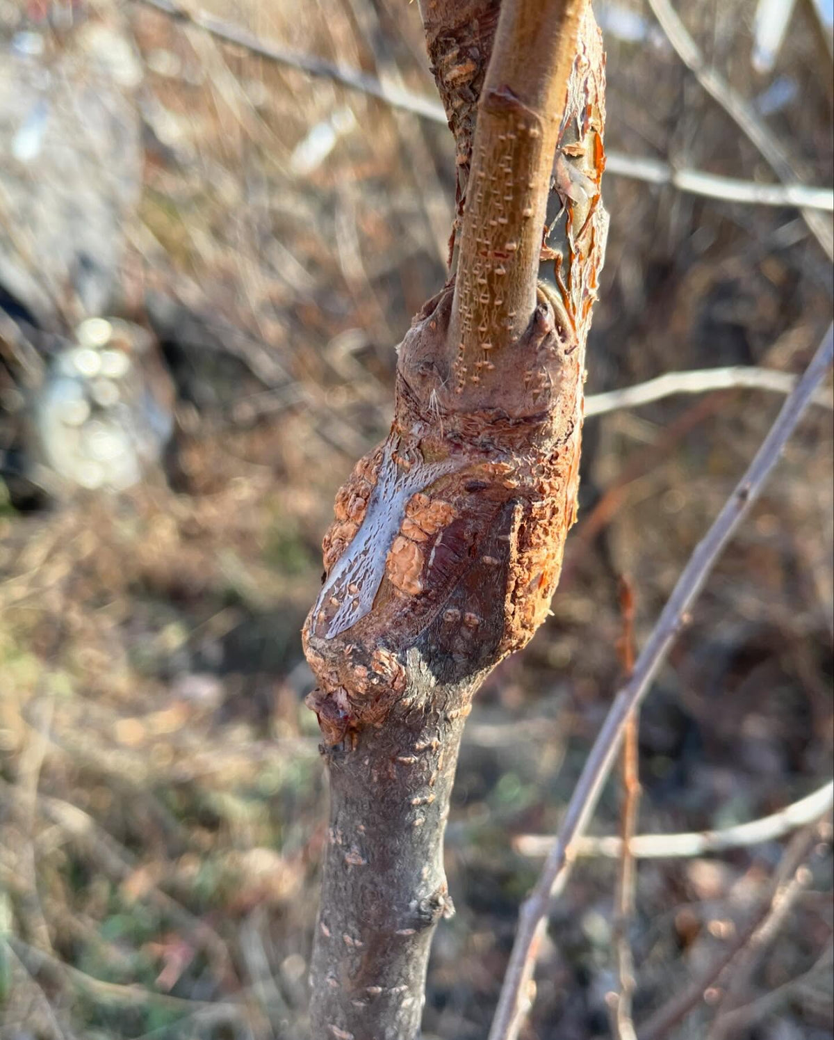 video is triple worked prunus, two interstems between a chokecherry rootstock and apricot on top, image 7 of 7