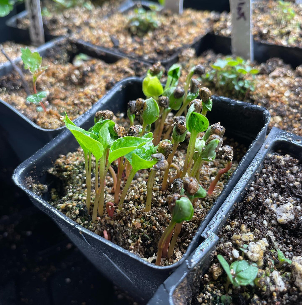 Virginia creeper after 60 days stratification and a week to germinate, image 1 of 3