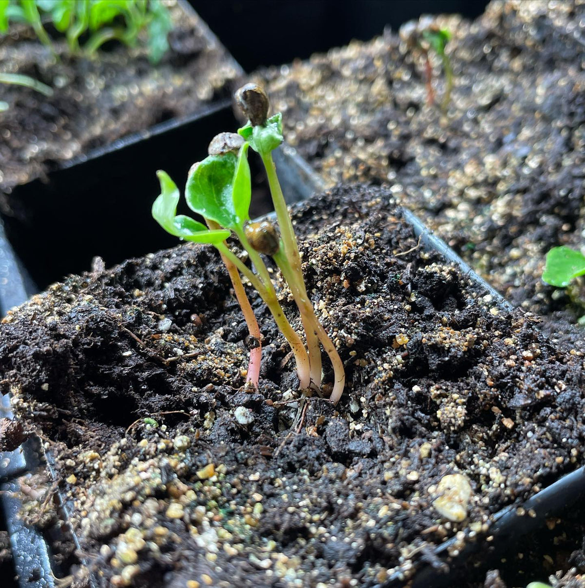 Virginia creeper after 60 days stratification and a week to germinate, image 2 of 3