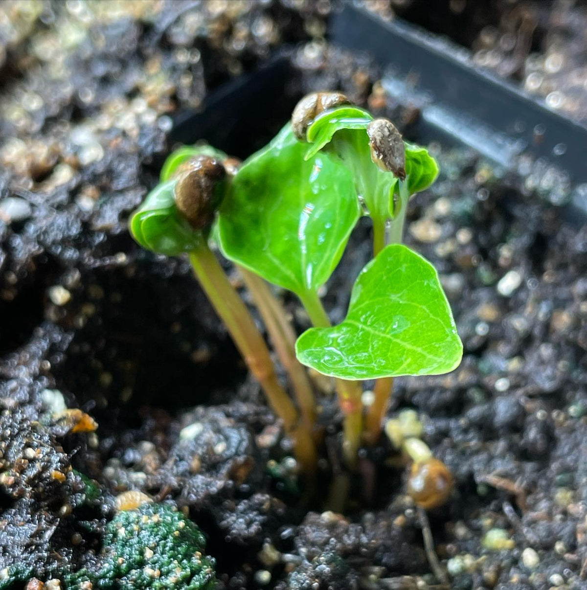 Virginia creeper after 60 days stratification and a week to germinate, image 3 of 3