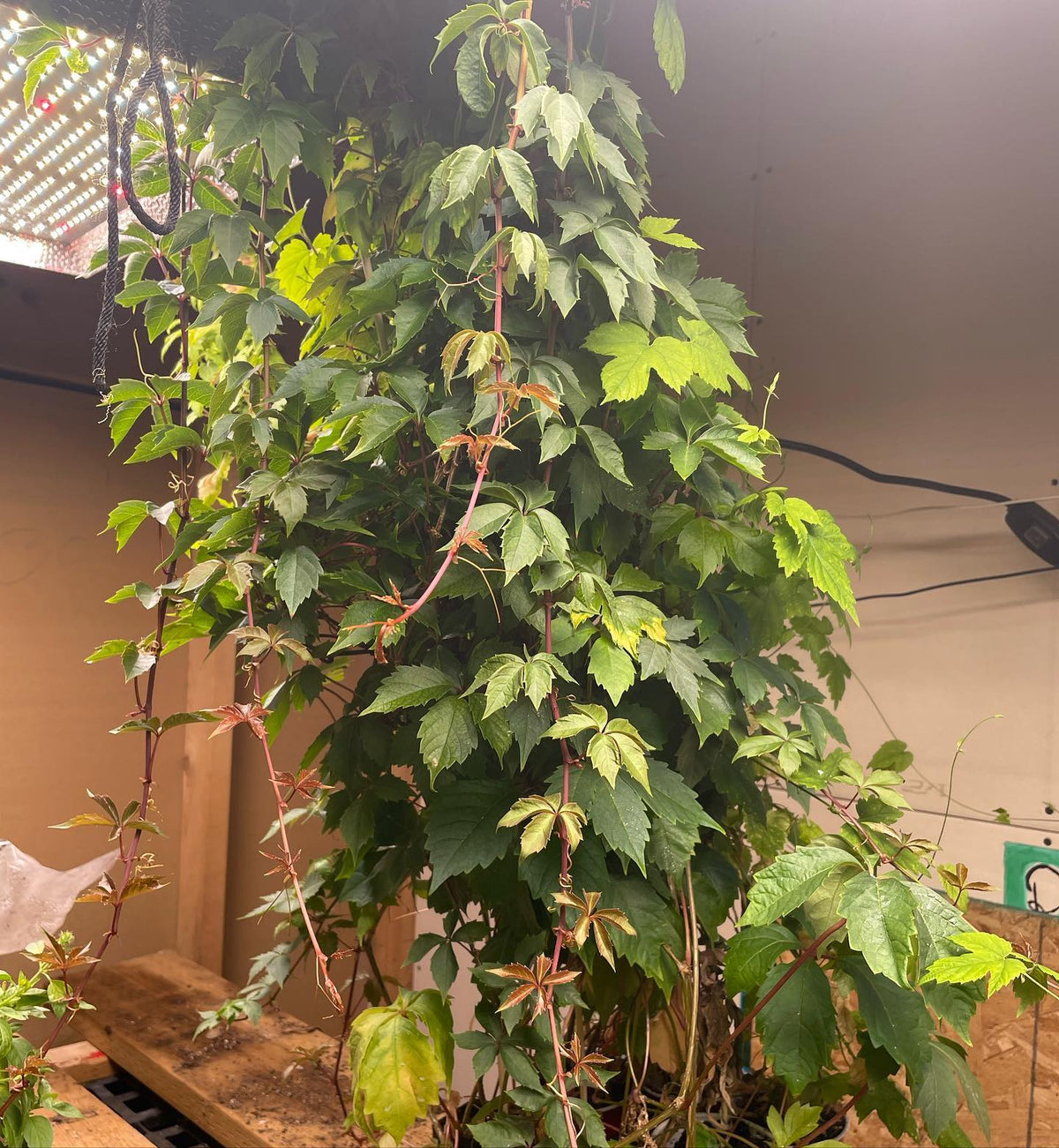 Virginia creeper from seed some time in March