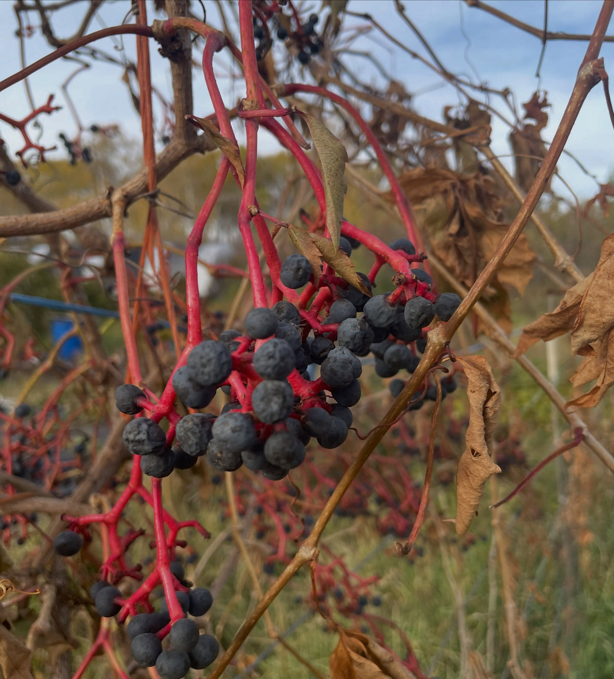 Dark blue Virginia creeper berries hanging from bright red branching stems among dry autumn leaves.