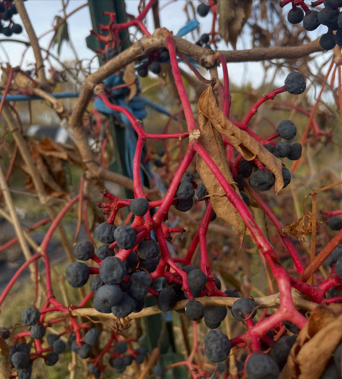 Close view of blue-black Virginia creeper fruit on vivid red branching stems beside curled brown leaves.