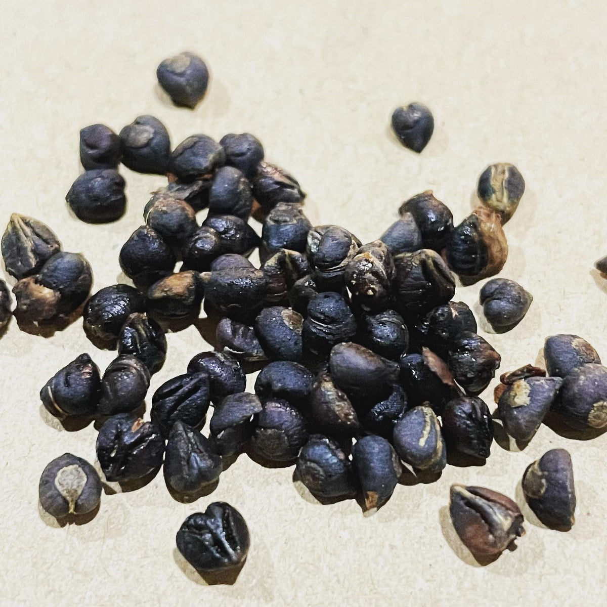 Virginia creeper seeds