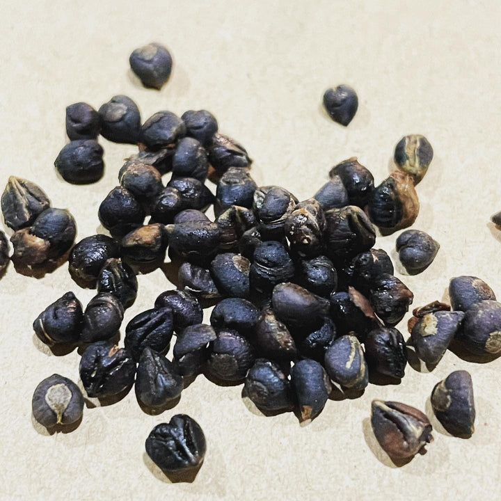 Virginia creeper seeds