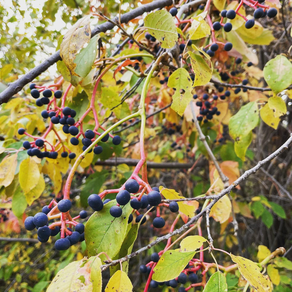 Virginia creeper seeds are like little grapes with hard seeds inside