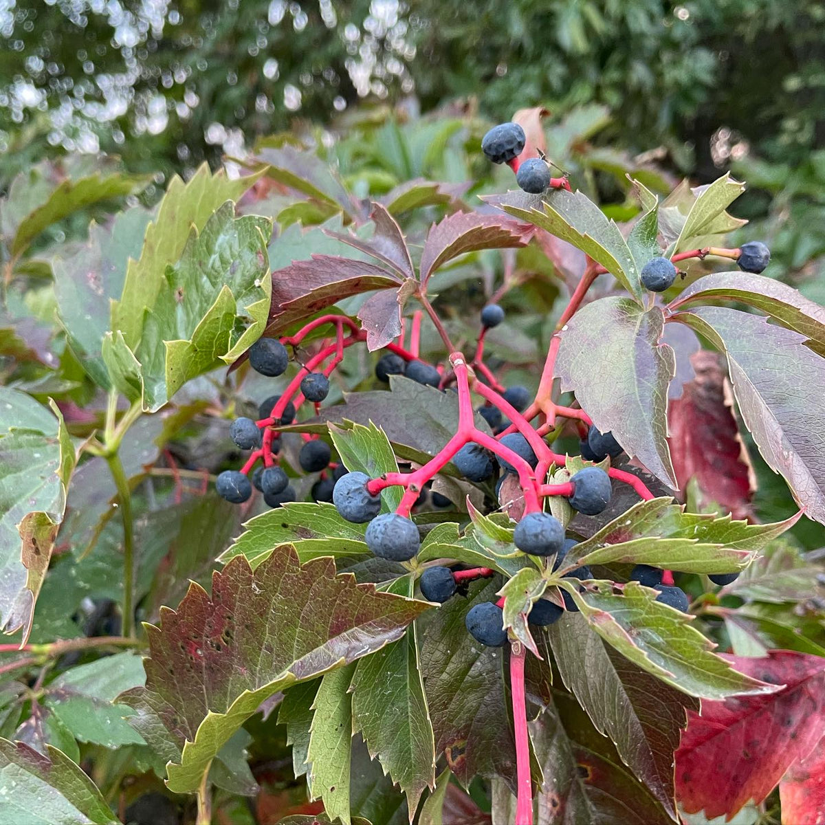 virginia creeper seeds are ripe when the little grape-like fruits turn blue, image 1 of 4