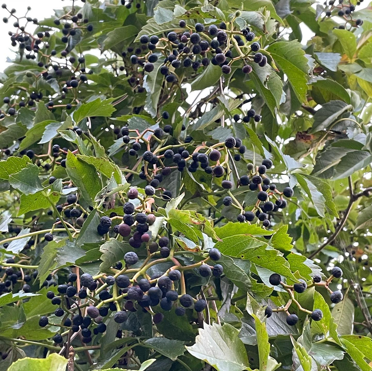virginia creeper seeds are ripe when the little grape-like fruits turn blue, image 2 of 4