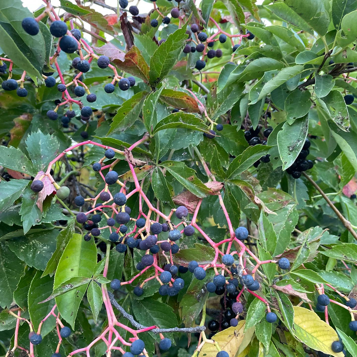 virginia creeper seeds are ripe when the little grape-like fruits turn blue, image 3 of 4