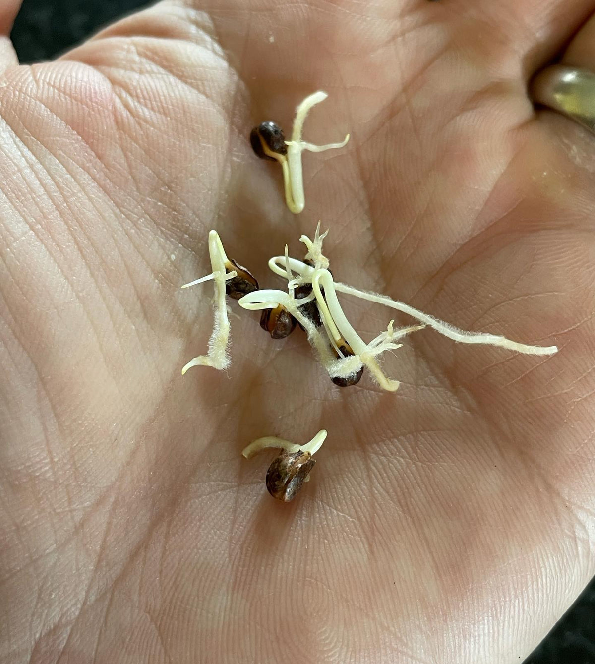 vitus riparia, or riverbank grape germinating after a long six months in cold stratification, in a bag with damp paper, image 1 of 3