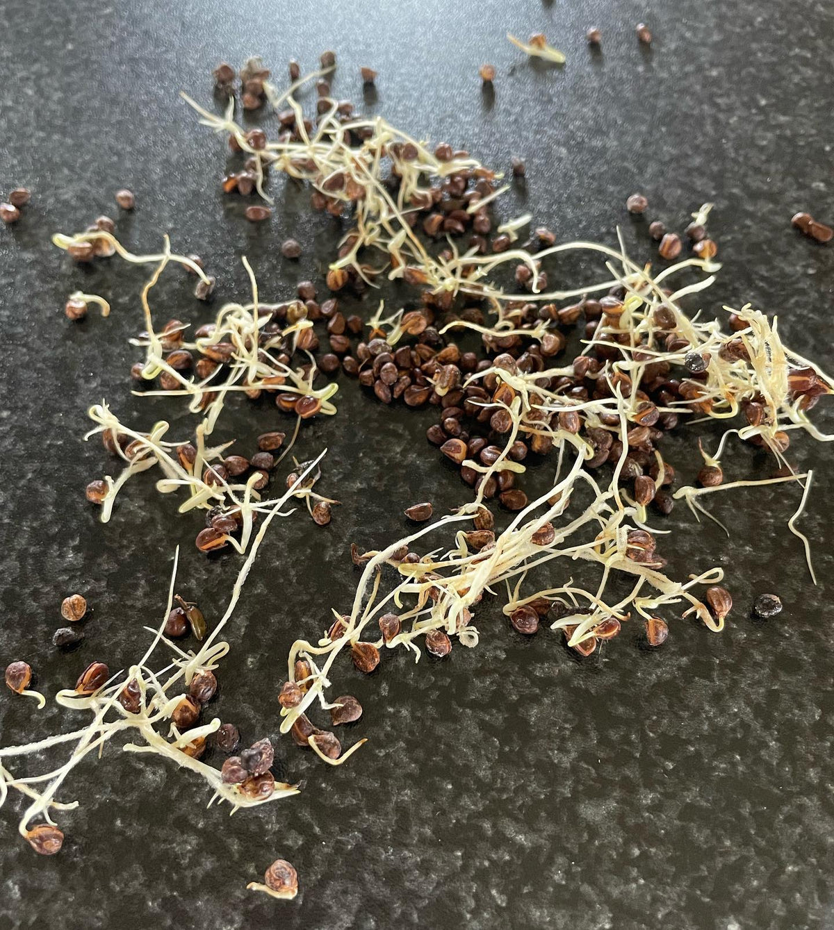 vitus riparia, or riverbank grape germinating after a long six months in cold stratification, in a bag with damp paper, image 2 of 3