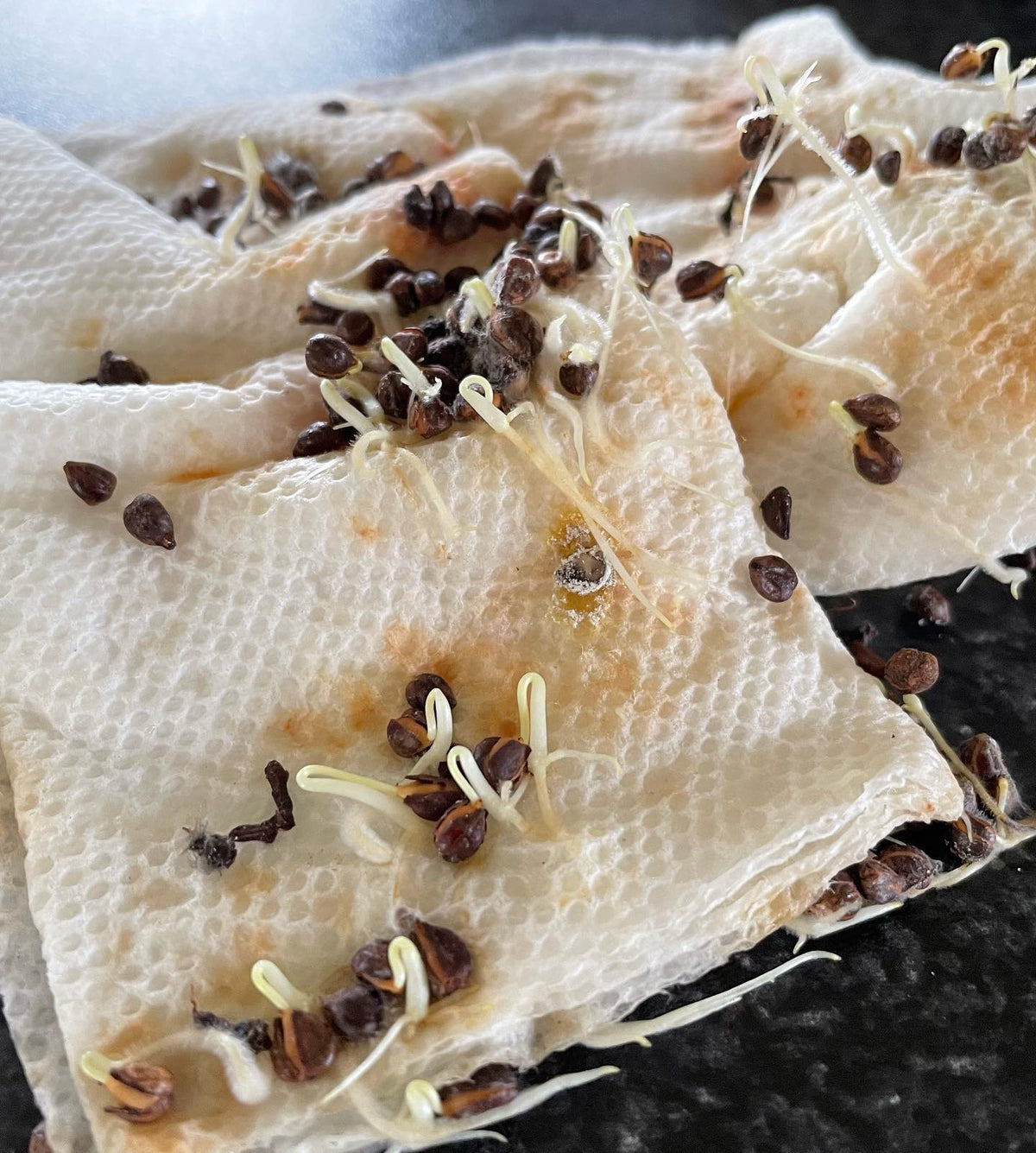 vitus riparia, or riverbank grape germinating after a long six months in cold stratification, in a bag with damp paper, image 3 of 3