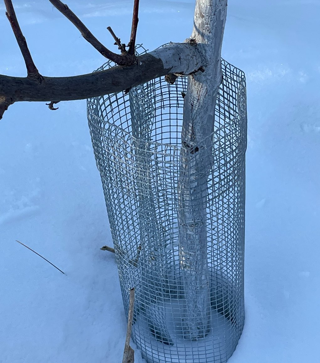 vole and rabbit protection, pretty easy from a roll of hardware cloth cut into squares