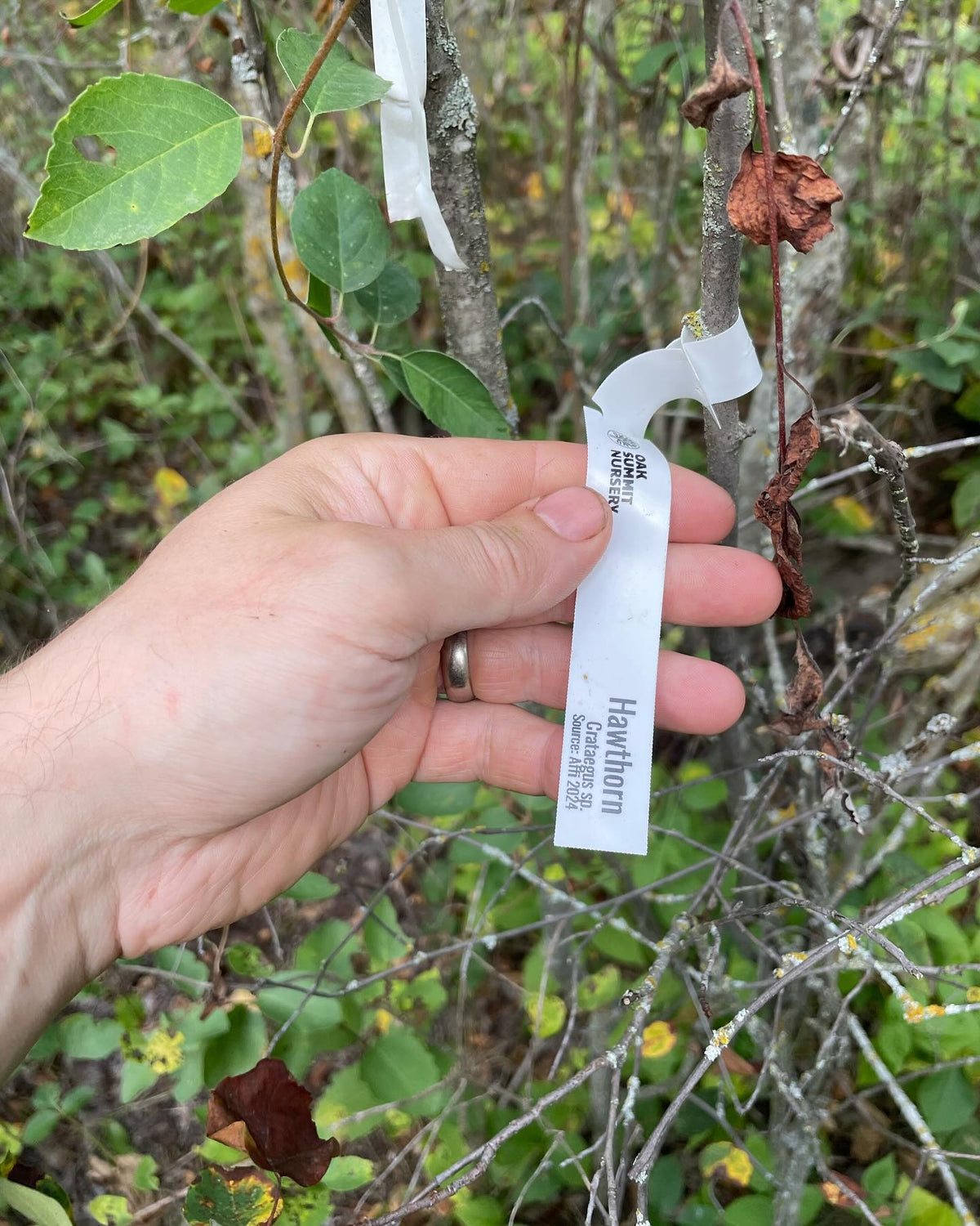 walk around my experimental pear orchard, grafted onto saskatoon, image 2 of 10