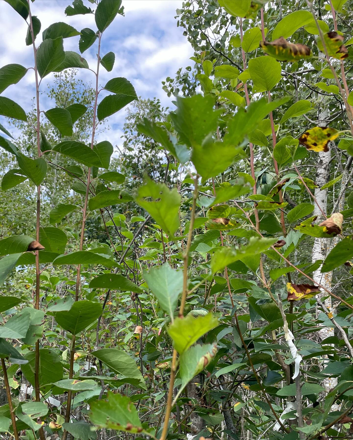 walk around my experimental pear orchard, grafted onto saskatoon, image 3 of 10
