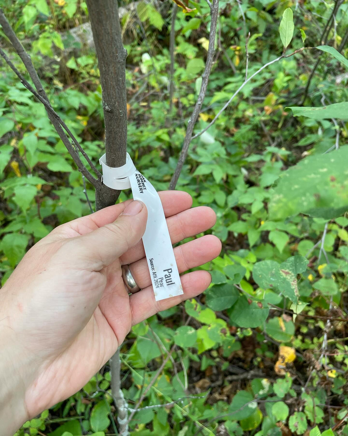 walk around my experimental pear orchard, grafted onto saskatoon, image 4 of 10