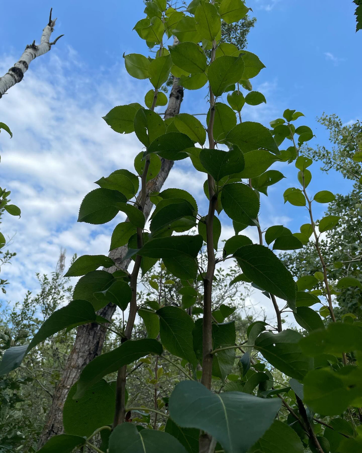 walk around my experimental pear orchard, grafted onto saskatoon, image 5 of 10