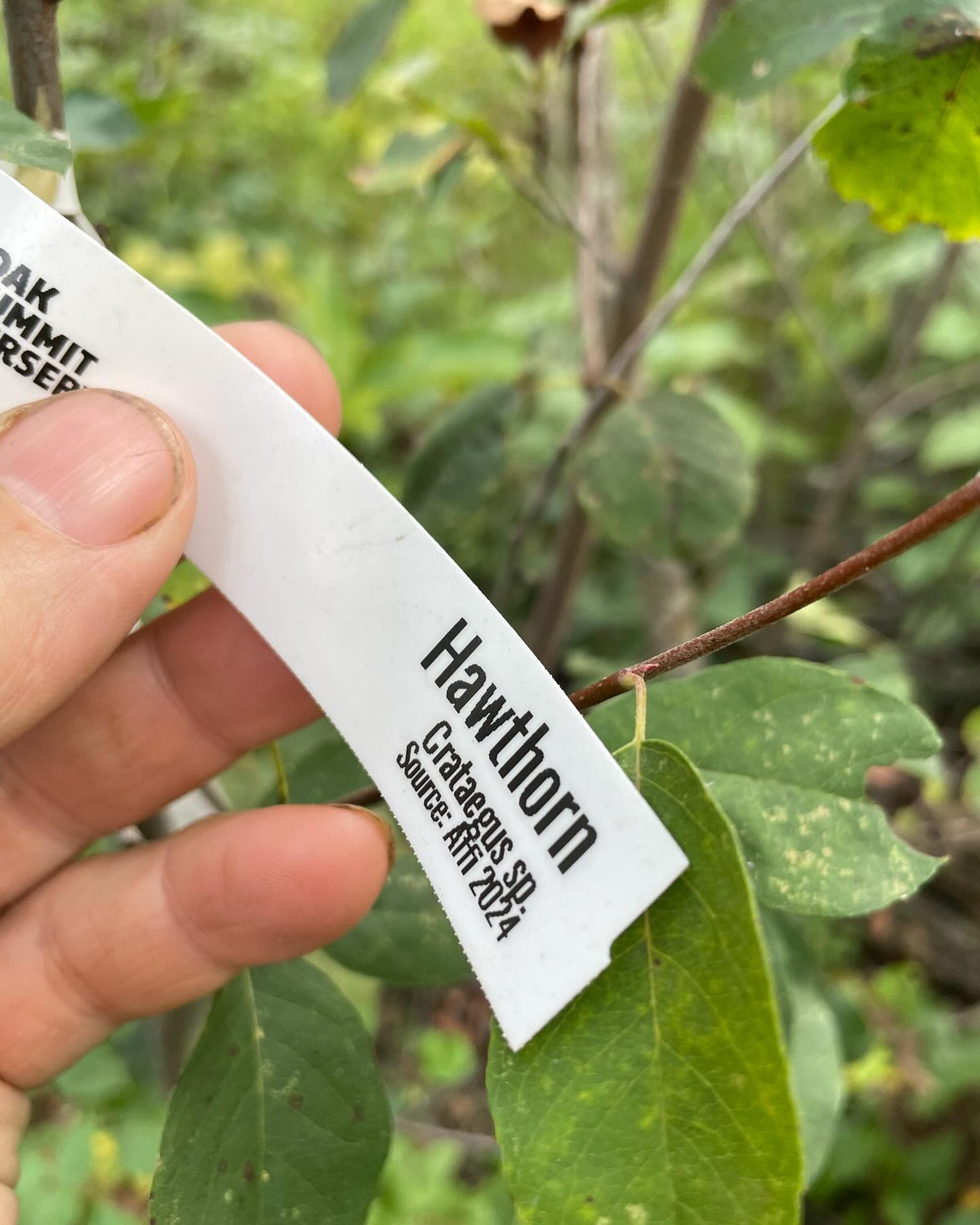 walk around my experimental pear orchard, grafted onto saskatoon, image 6 of 10