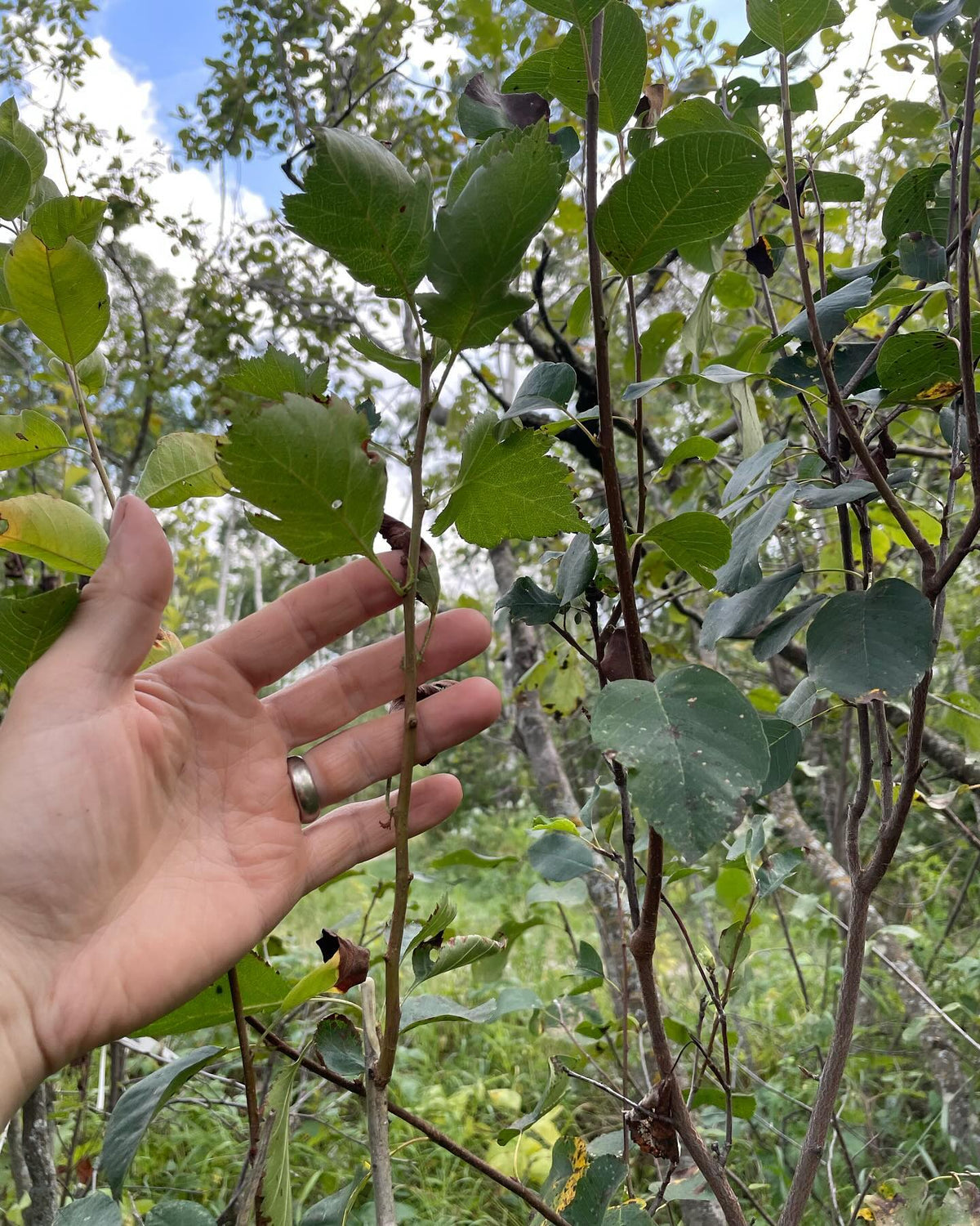walk around my experimental pear orchard, grafted onto saskatoon, image 7 of 10
