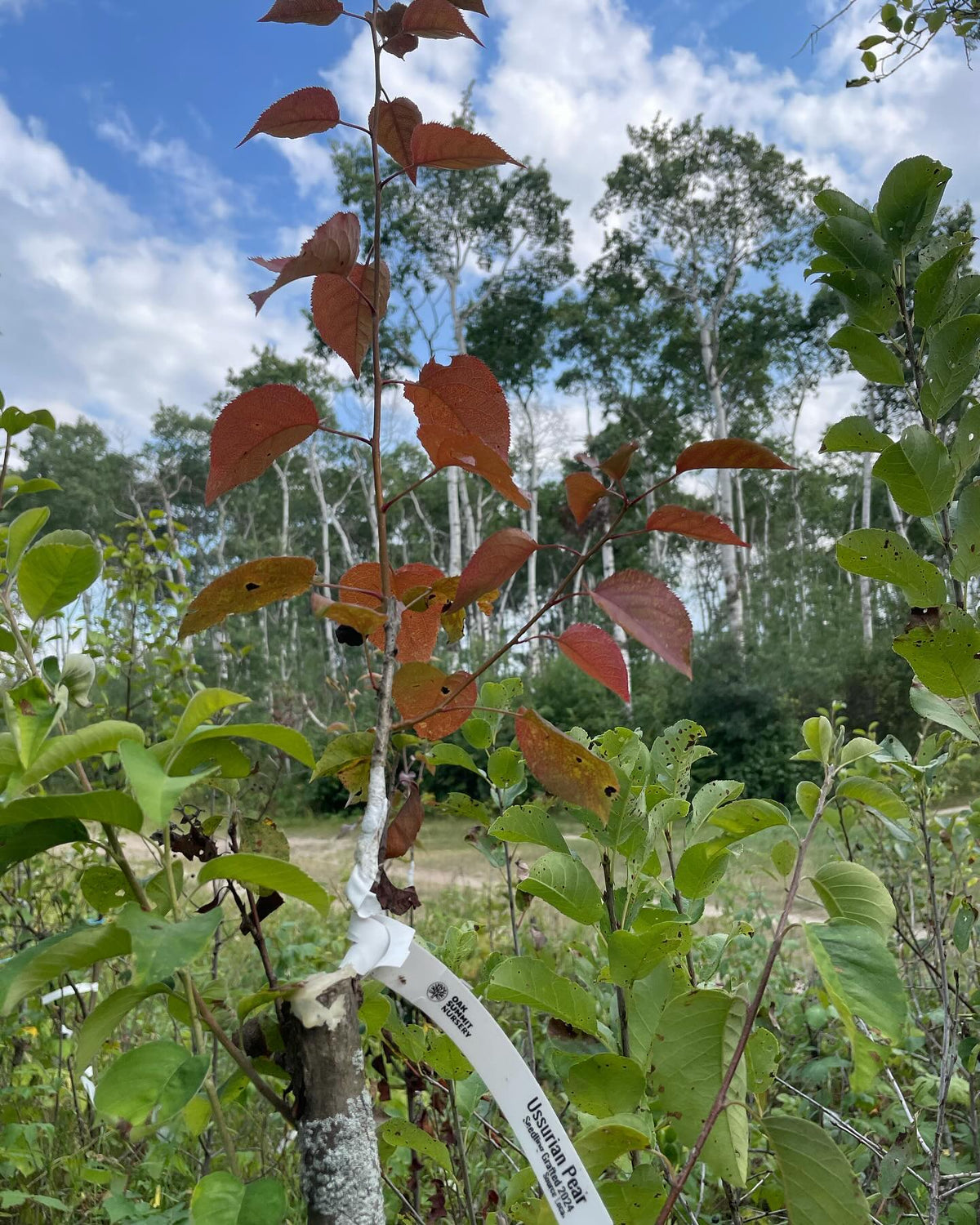 walk around my experimental pear orchard, grafted onto saskatoon, image 8 of 10