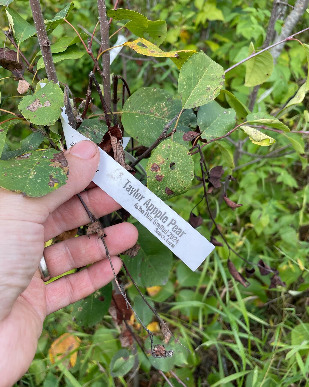 walk around my experimental pear orchard, grafted onto saskatoon, image 9 of 10