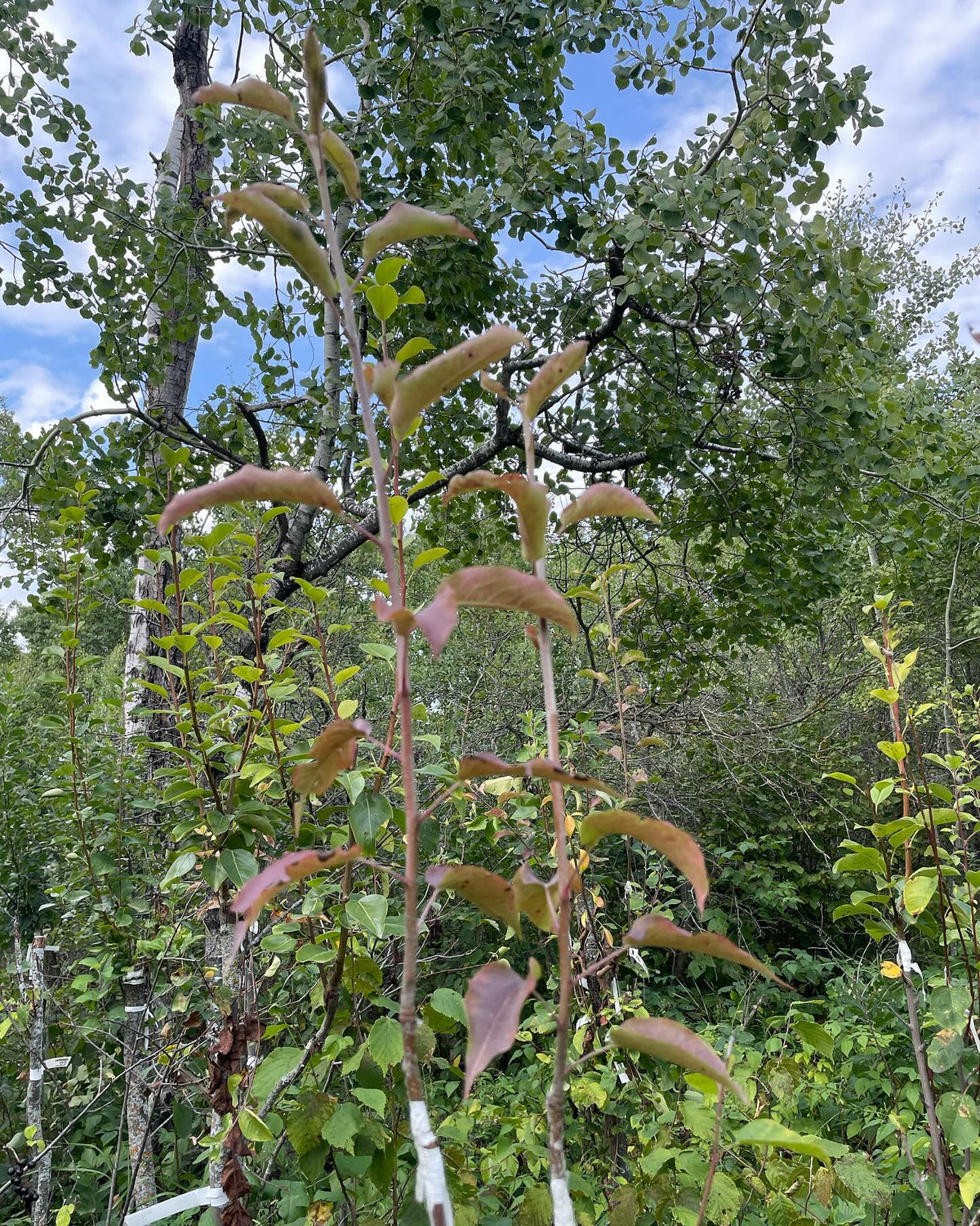 walk around my experimental pear orchard, grafted onto saskatoon, image 10 of 10
