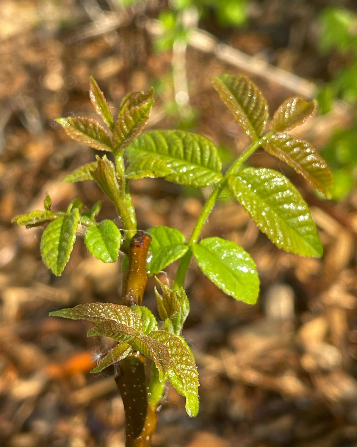 walnut trees from @prairiehardynursery leading out, image 1 of 3