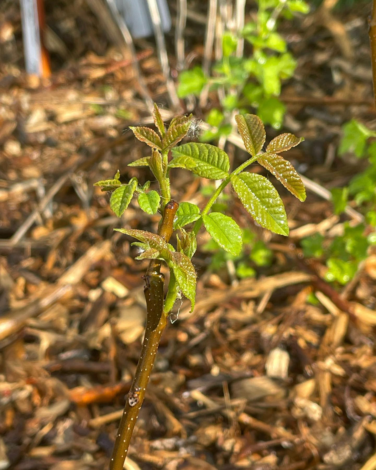 walnut trees from @prairiehardynursery leading out, image 2 of 3