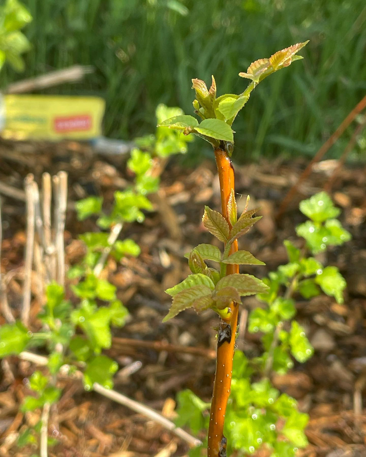 walnut trees from @prairiehardynursery leading out, image 3 of 3