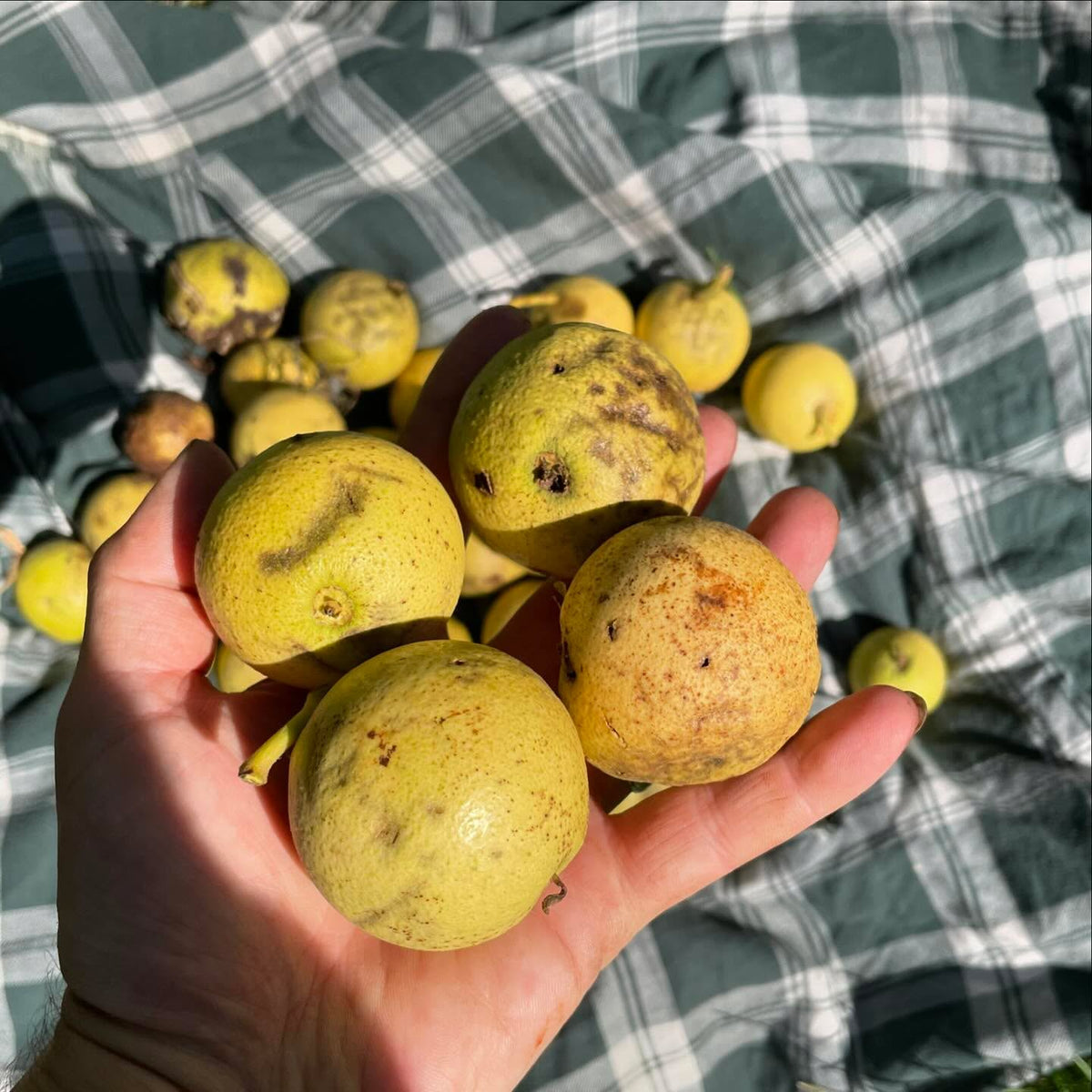 walnuts starting to drop in southern manitoba, image 1 of 3