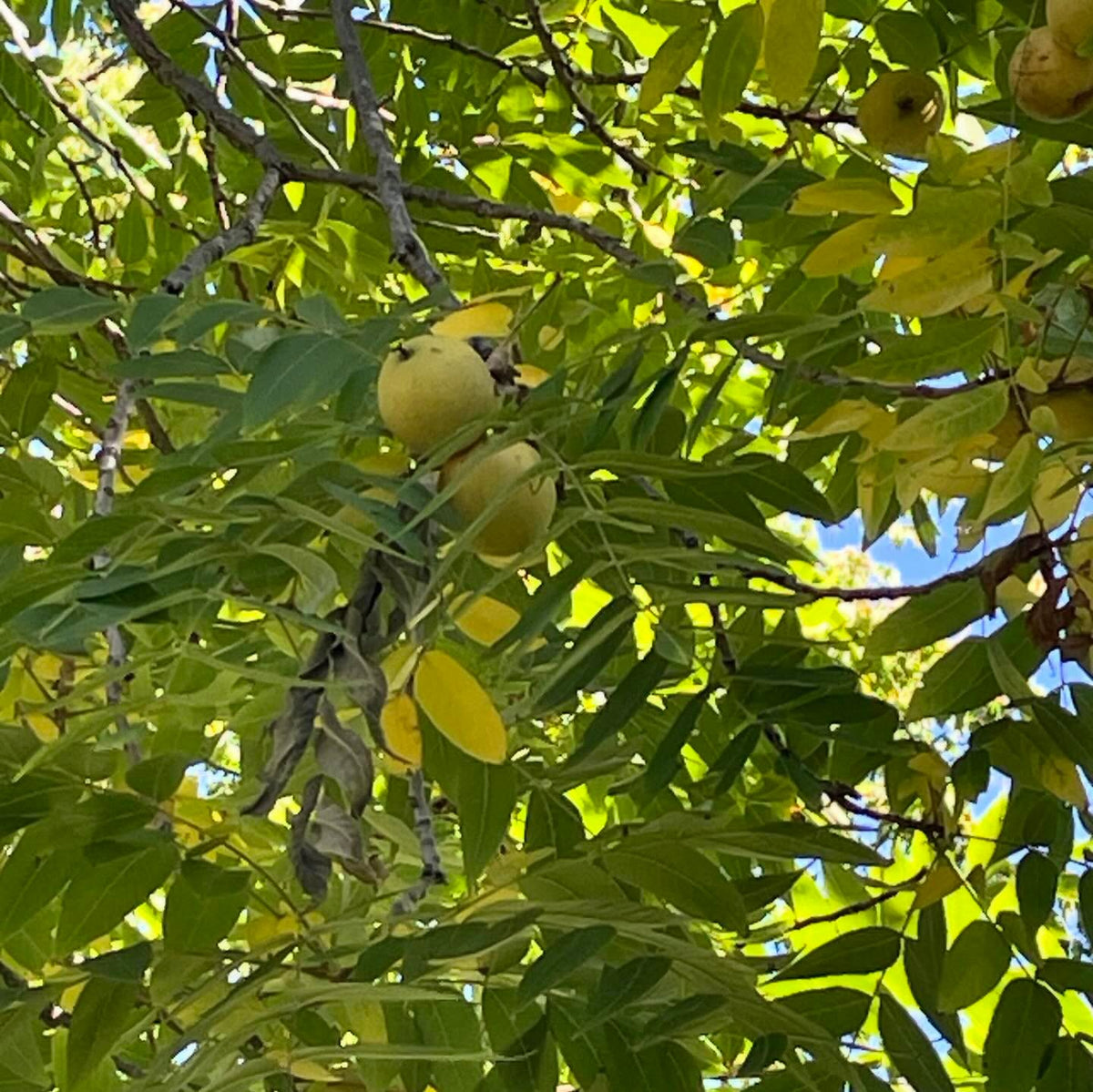 walnuts starting to drop in southern manitoba, image 2 of 3