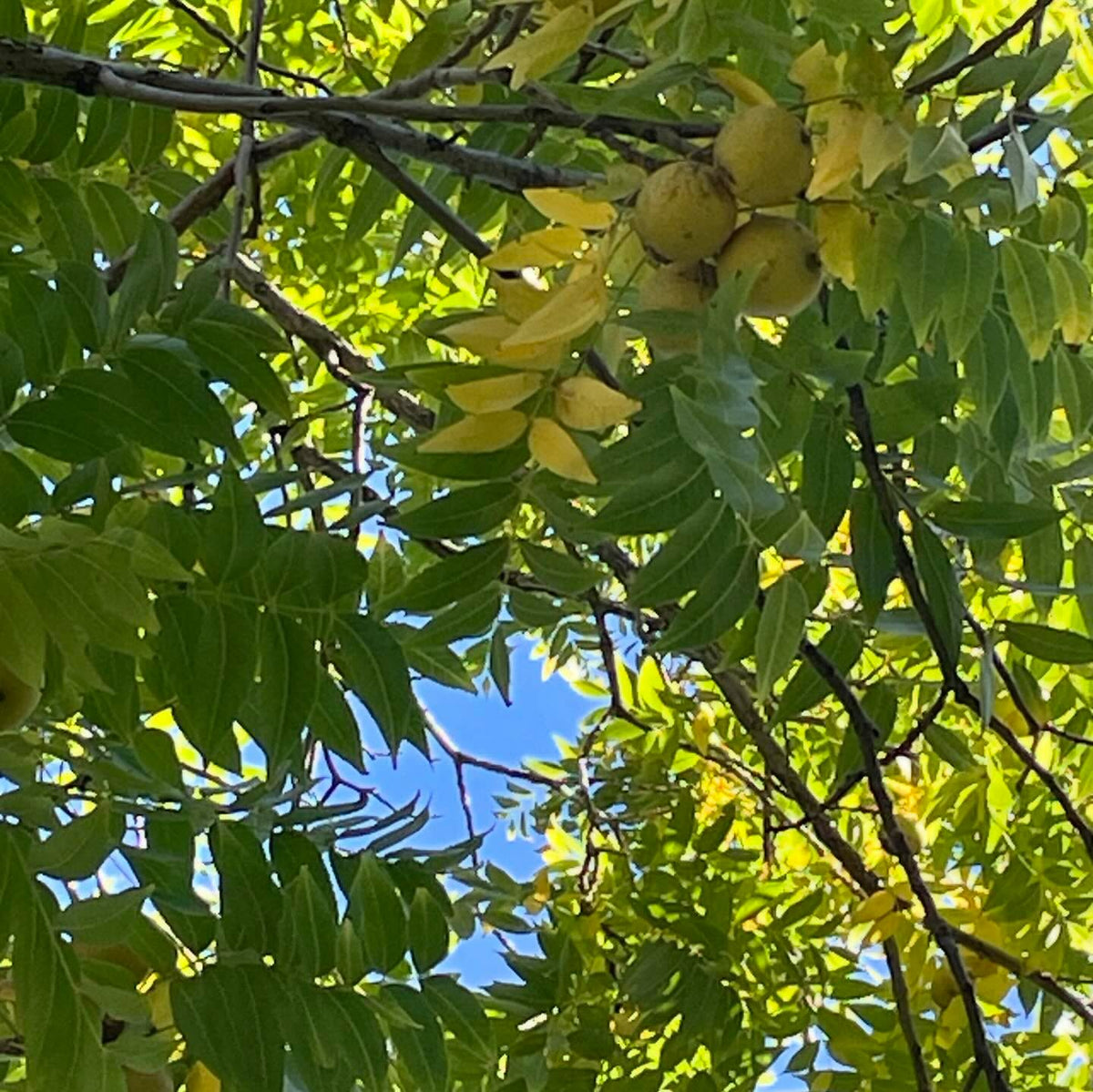 walnuts starting to drop in southern manitoba, image 3 of 3