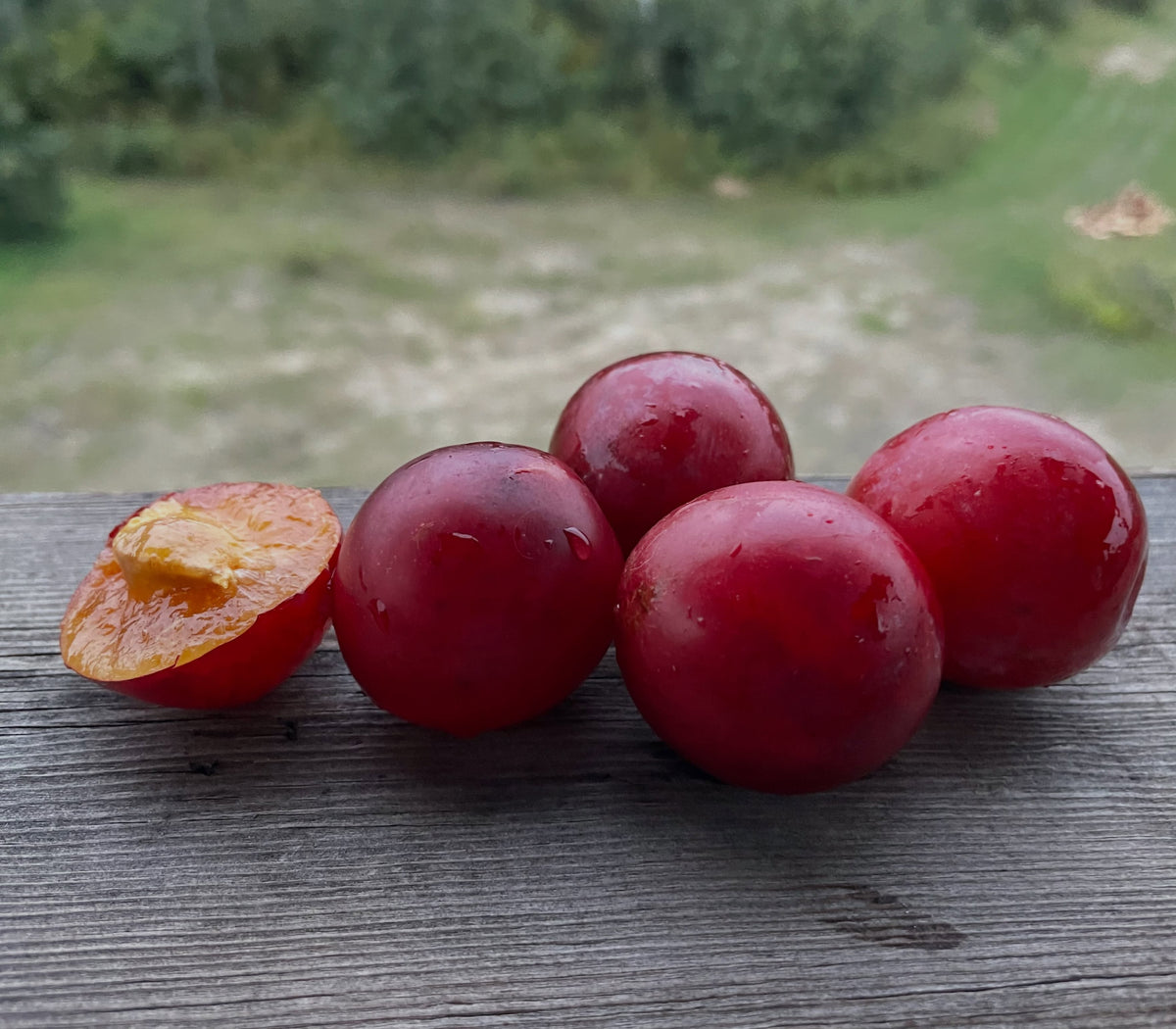 Five ripe red Waneta plums, one cut open to show yellow flesh and the clingstone pit, photograph 1 of 4