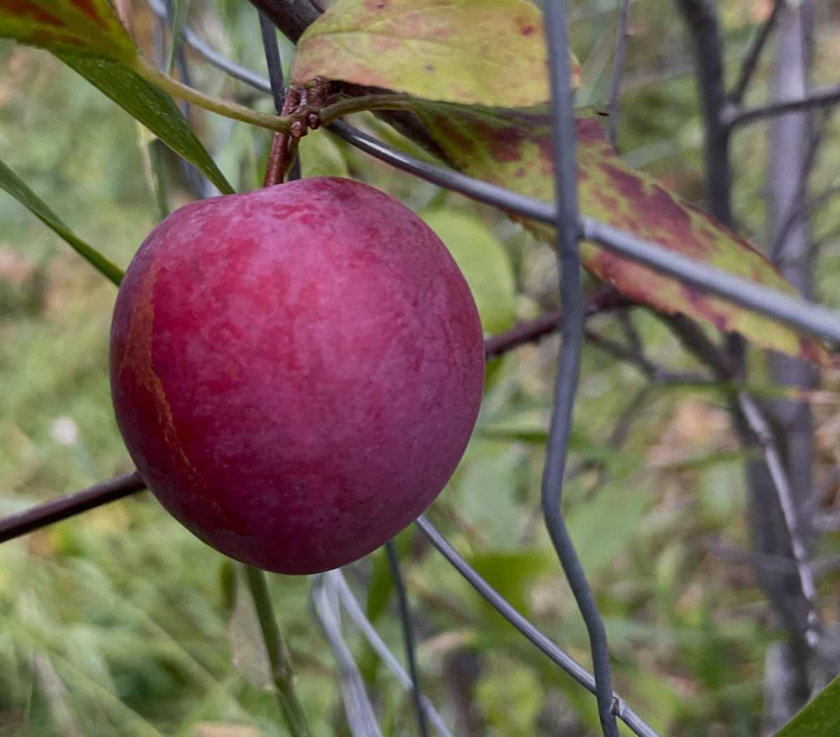A ripe red Waneta plum hanging on the tree behind protective wire, photograph 2 of 4