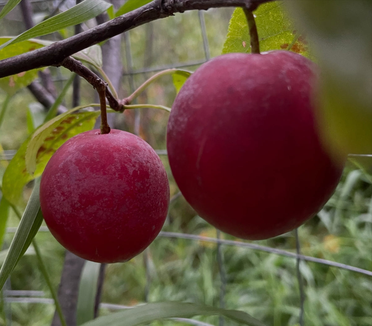 Two ripe red Waneta plums hanging together on the tree behind protective wire, photograph 3 of 4