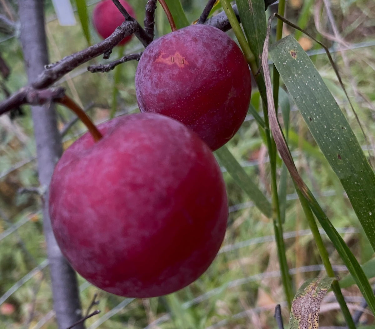Two red Waneta plums ripening on a branch among leaves and protective wire, photograph 4 of 4
