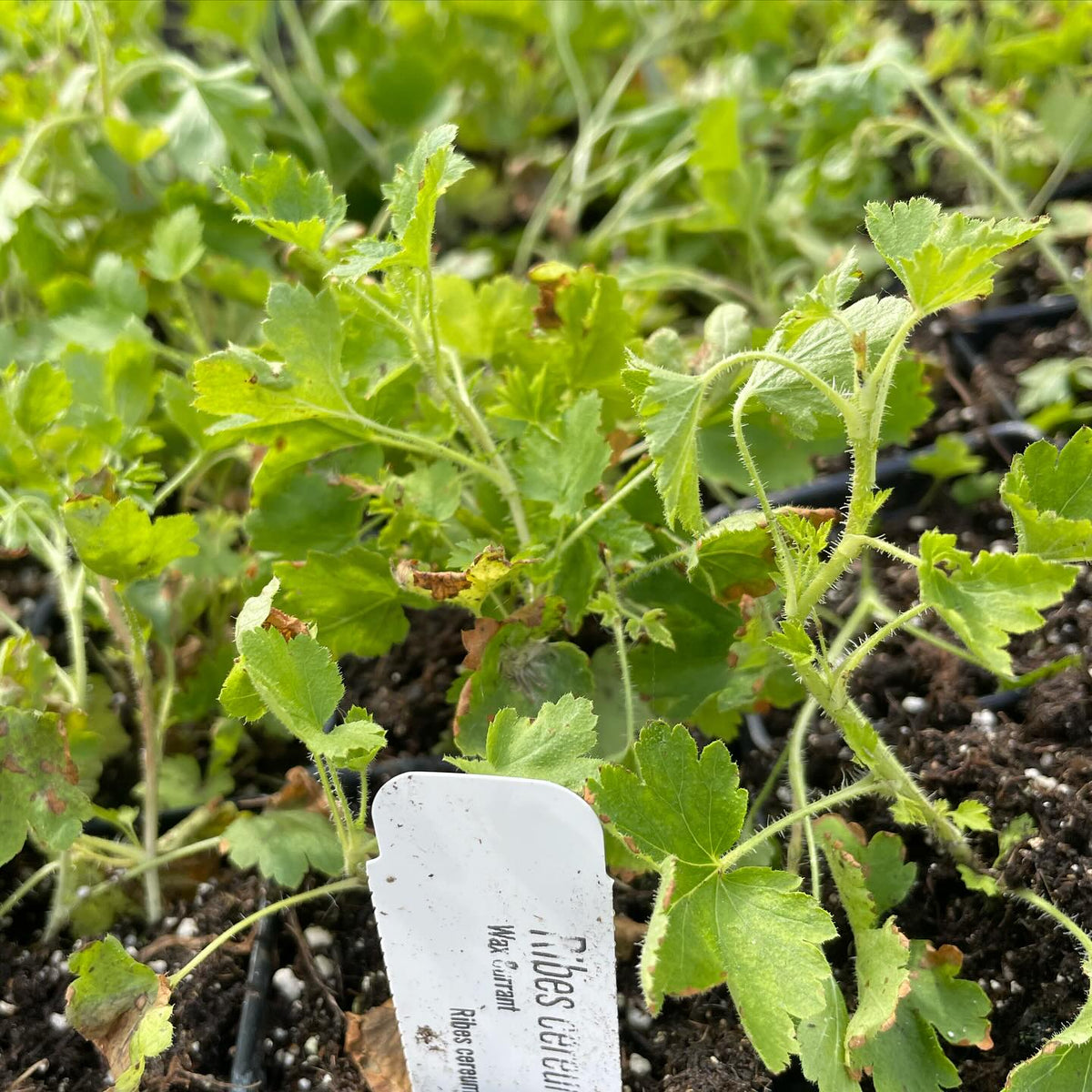Wax currant, Ribes cereum - does it grow in zone 3, image 1 of 2