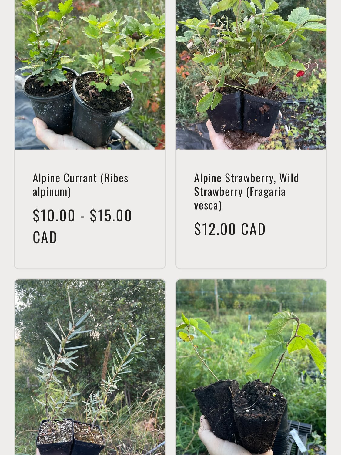 we have plants available for our fall sale, official announcement tomorrow while I finish adding all the listings, image 2 of 8