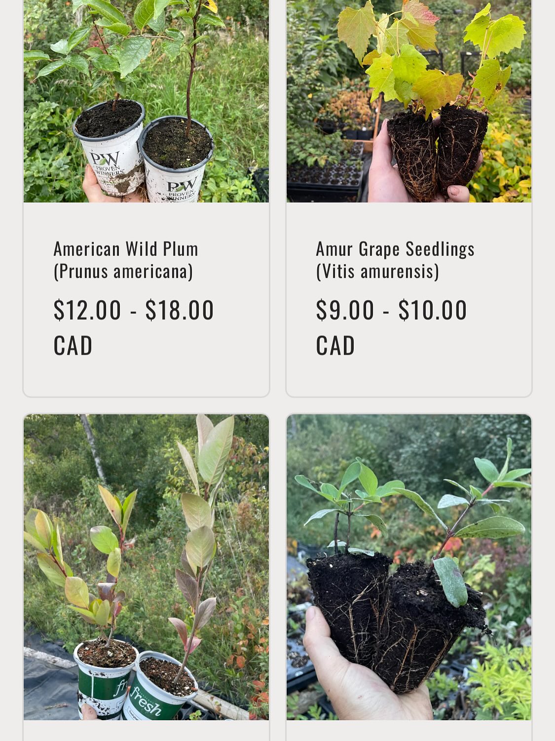 we have plants available for our fall sale, official announcement tomorrow while I finish adding all the listings, image 3 of 8