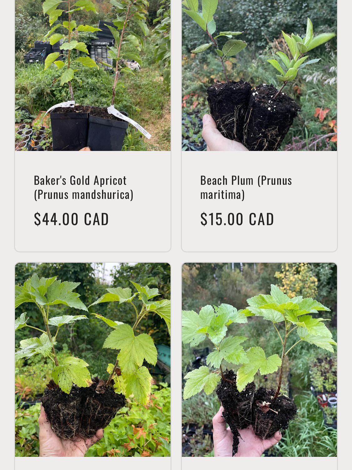 we have plants available for our fall sale, official announcement tomorrow while I finish adding all the listings, image 4 of 8
