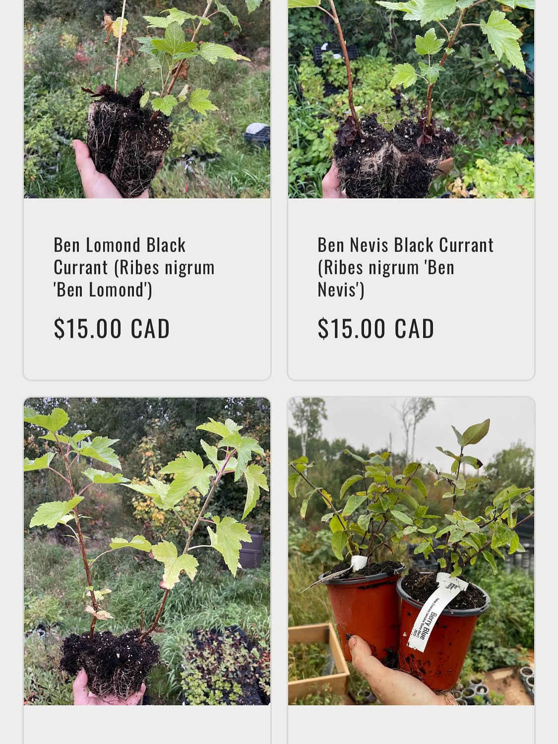 we have plants available for our fall sale, official announcement tomorrow while I finish adding all the listings, image 5 of 8