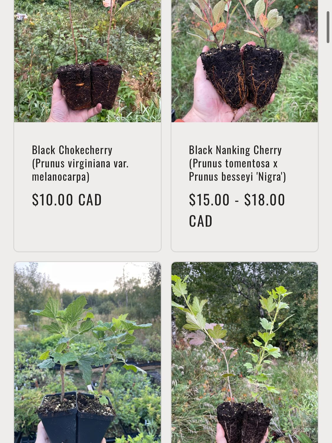 we have plants available for our fall sale, official announcement tomorrow while I finish adding all the listings, image 6 of 8