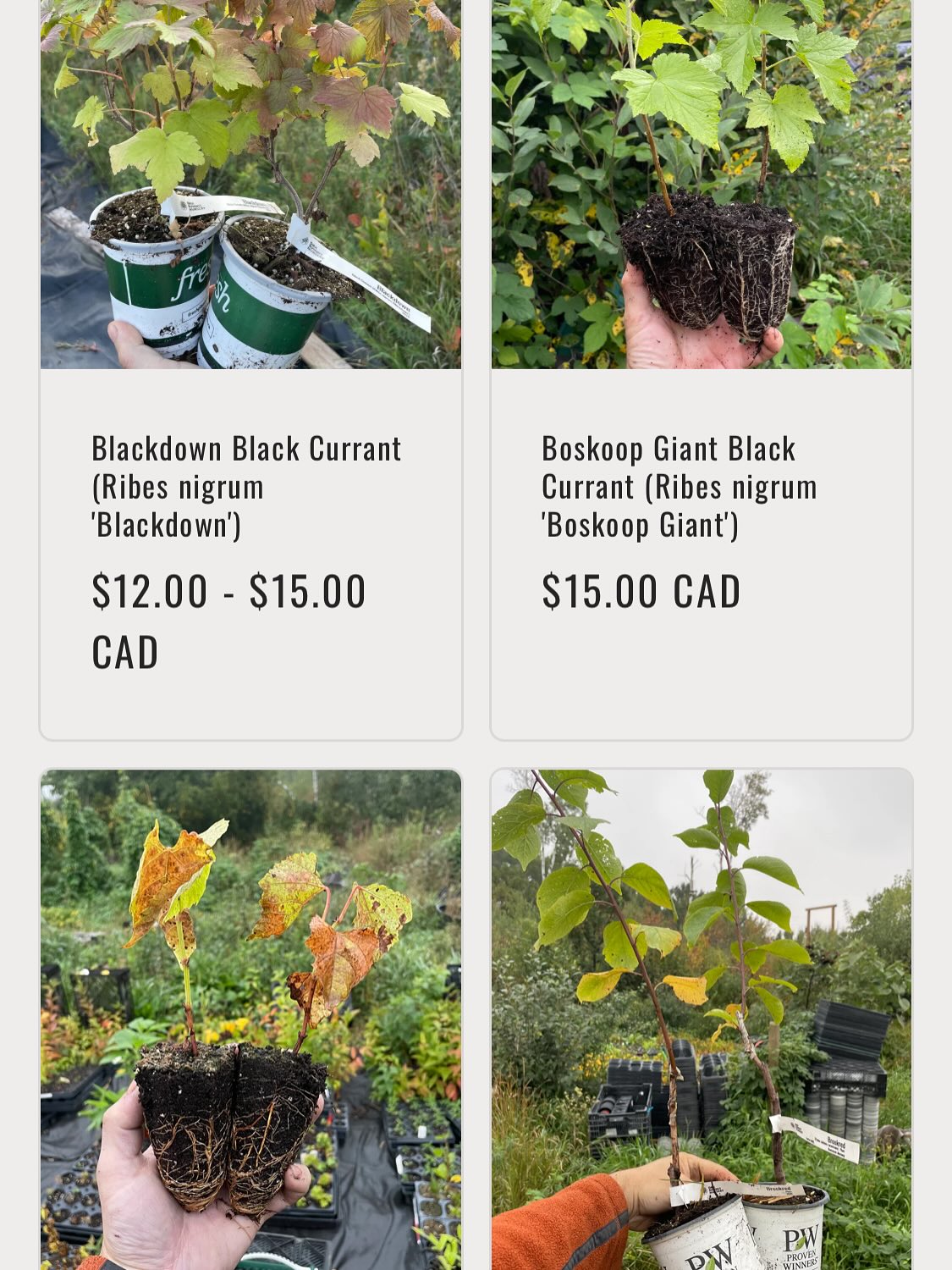 we have plants available for our fall sale, official announcement tomorrow while I finish adding all the listings, image 7 of 8