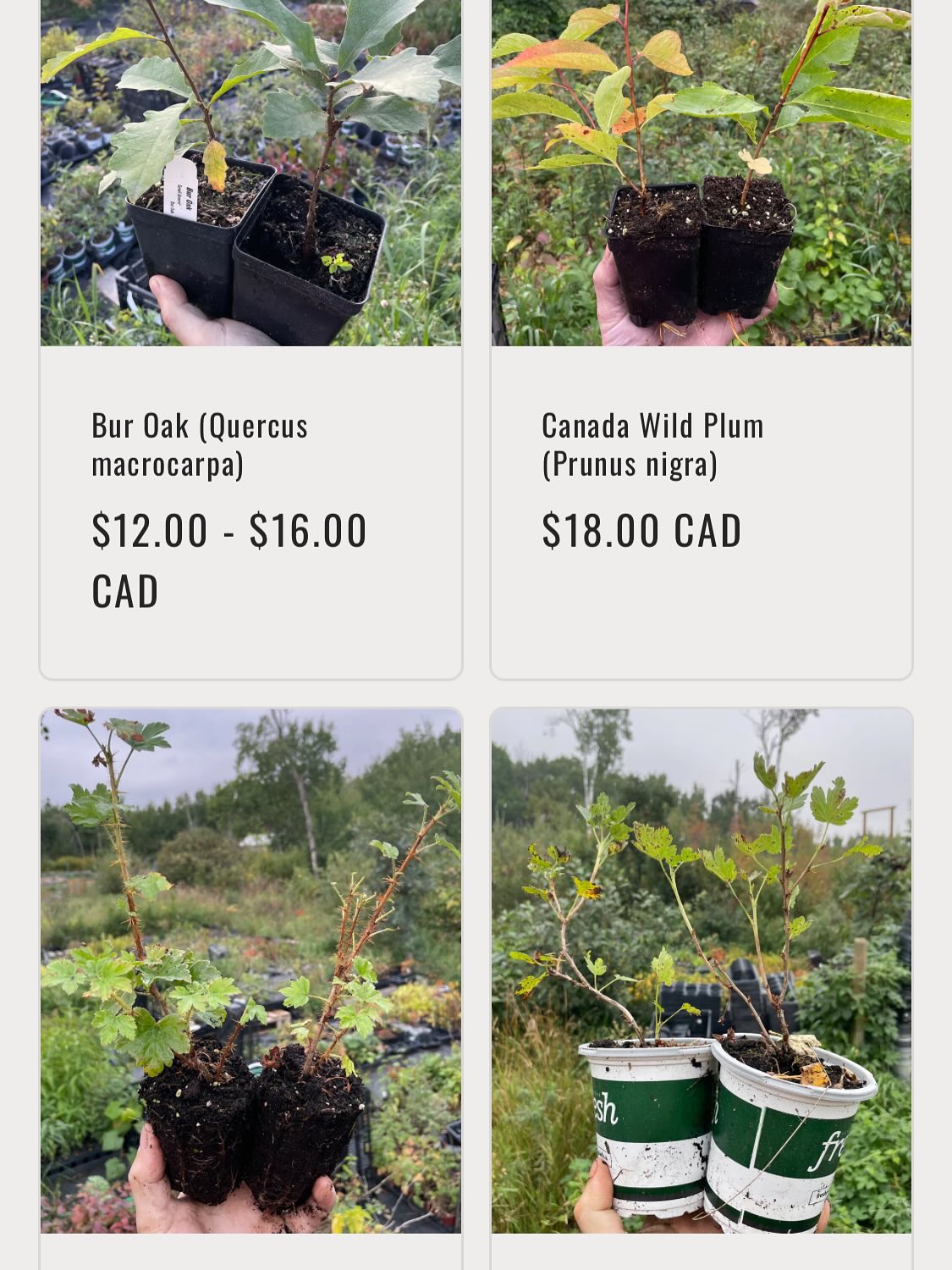 we have plants available for our fall sale, official announcement tomorrow while I finish adding all the listings, image 8 of 8
