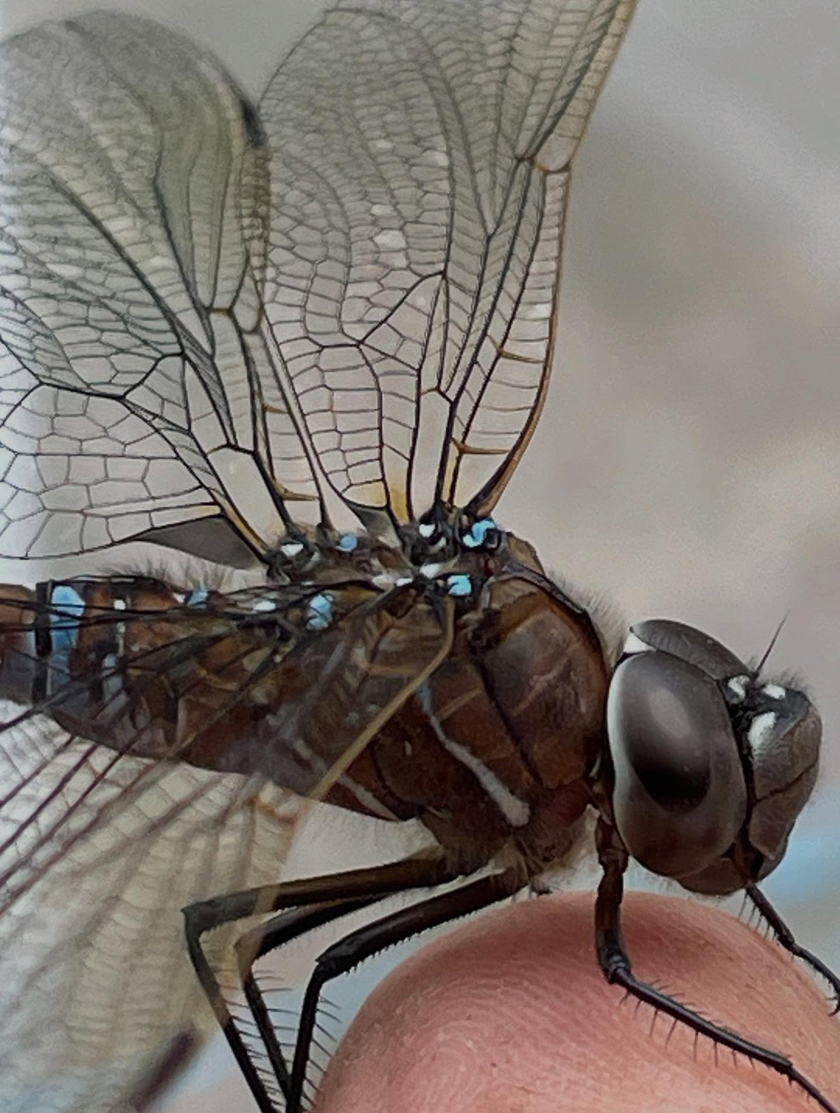 we have quite a few of these guys around in the evenings, helping with the mosquitos, image 1 of 2